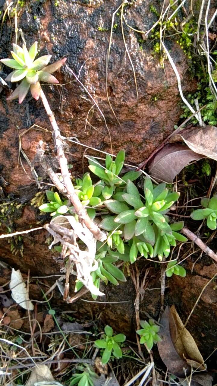 植物