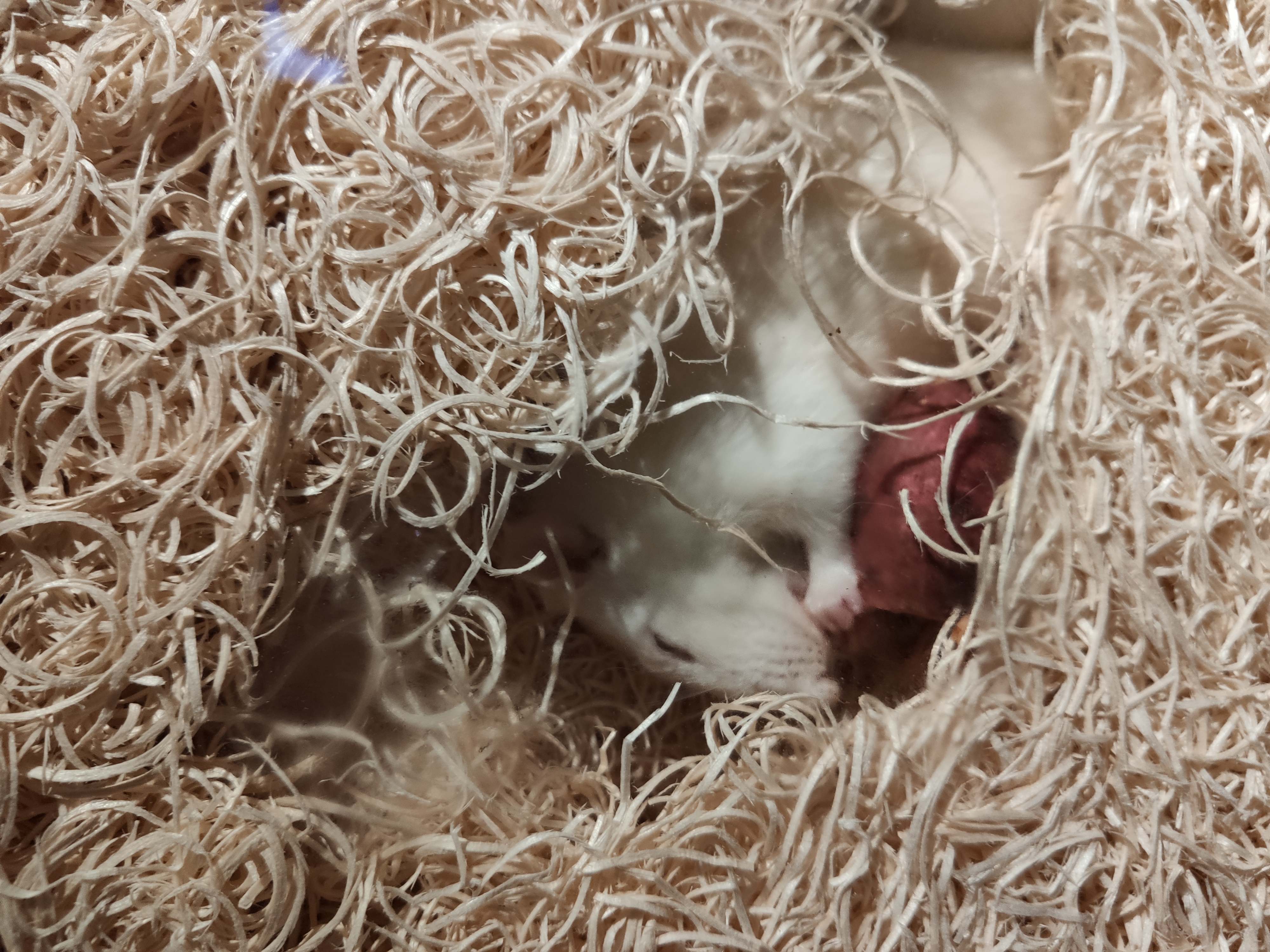 feed-image-0