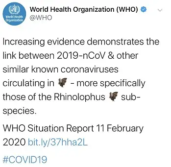 世卫组织最新疫情报告：新冠病毒与菊头蝠冠状病毒有关联