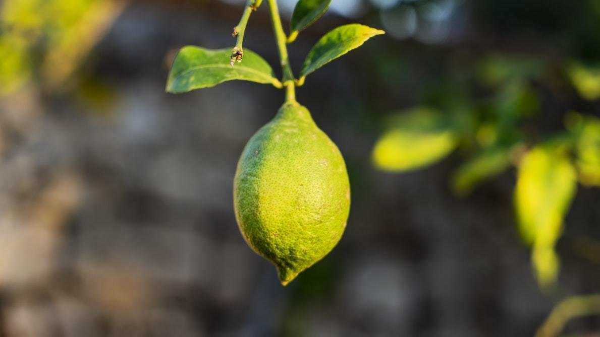 feed image