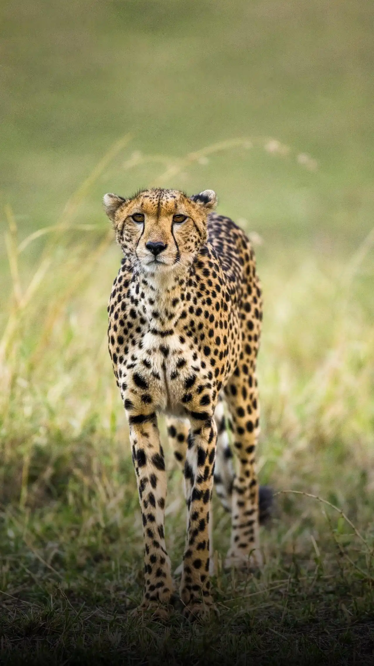 feed image