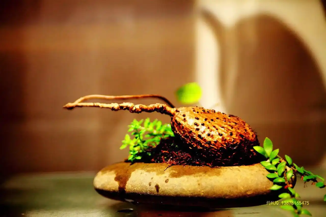 feed image