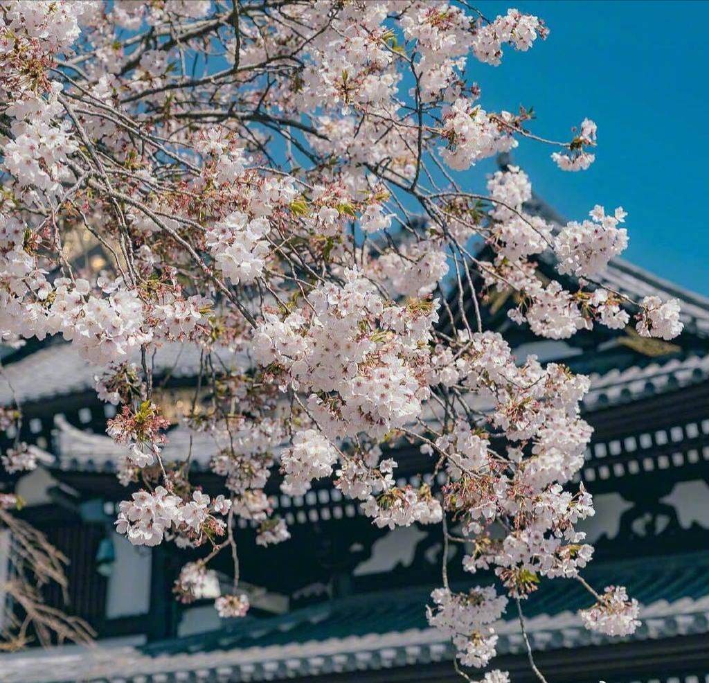 2020年4月15日美国开市前，每天技术分析
