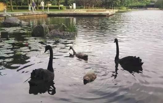 净利润暴跌96%!7成门店关闭!又一全球巨头悬了。。。