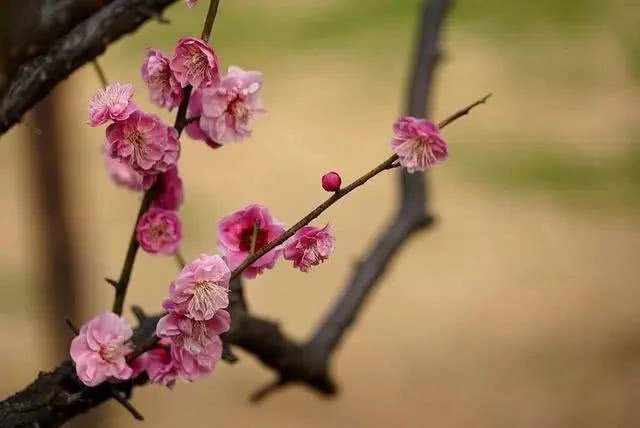 全球央行大肆放水！黄金避险该怎么投？