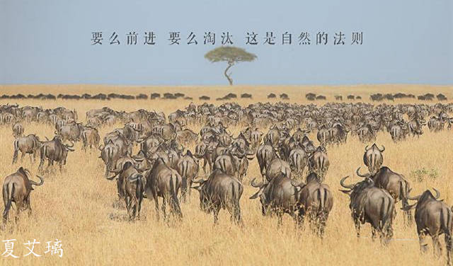 夏艾璃：黄金是探底回升？还是破位反抽？晚间走势深度解读！