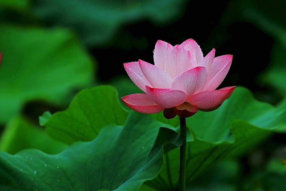 黄金原油必读文章：为什么模拟盘你得心应手，一到实盘就亏成狗