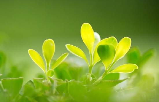 白灵雁：5.21黄金区间震荡依旧，原油多头不变