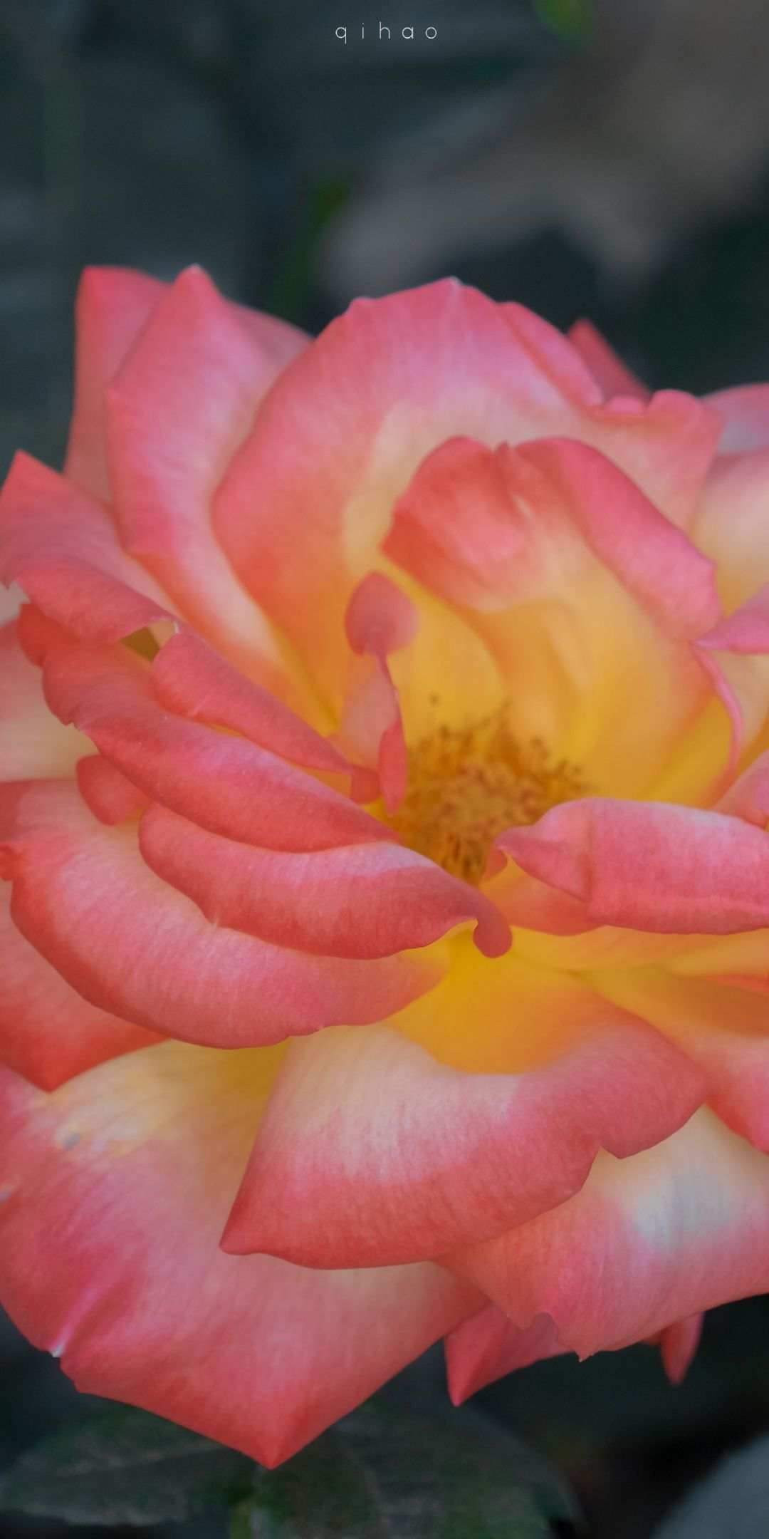 feed image