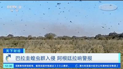 卷土“虫”来！密度惊人！有国家已拉响警报！