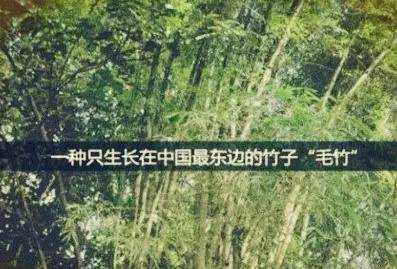 从竹子的成长过程联想到投资的历程