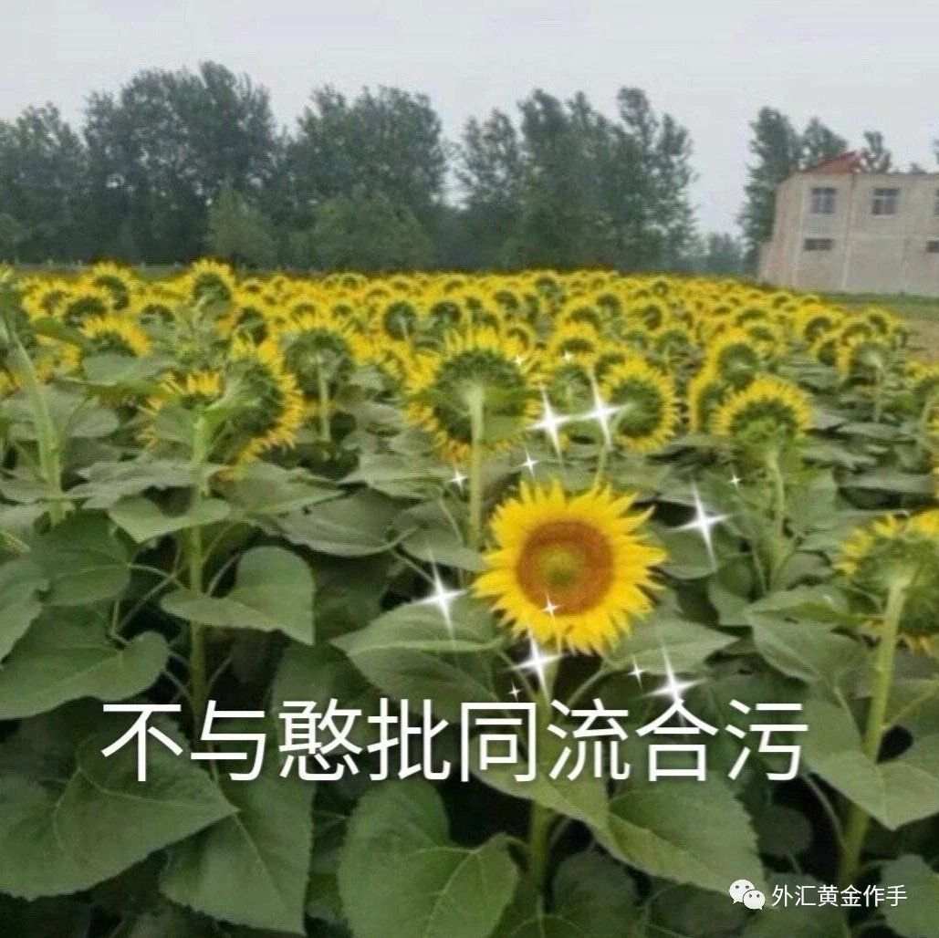 外汇黄金作手 盘面涨跌的底层逻辑3-外汇市场有庄家吗1？
