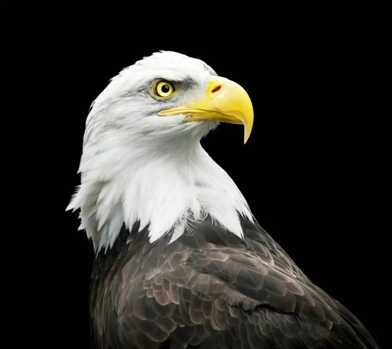 feed image