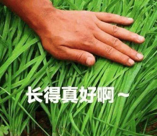 外汇黄金作手 盘面涨跌的底层逻辑6-盘面暴涨和小涨的驱动因素