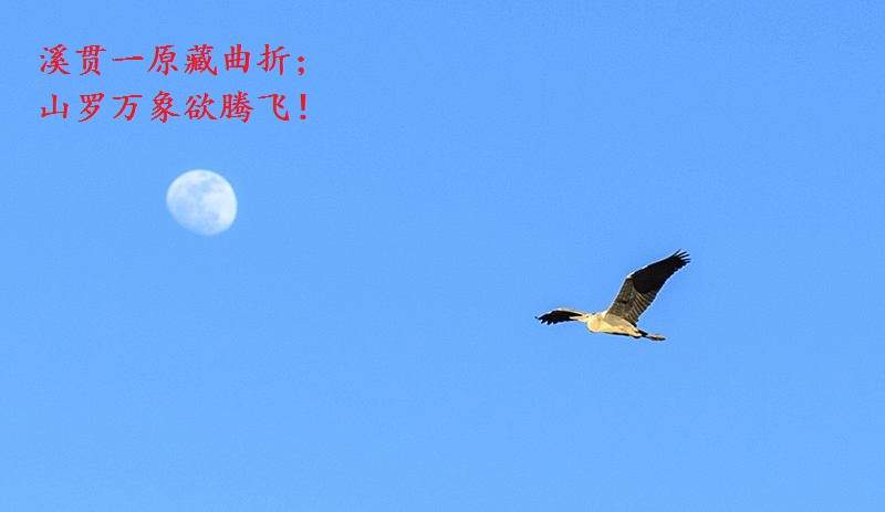 财经狼:黄金成功站上1800,原油助力走高,后市仍将腾飞