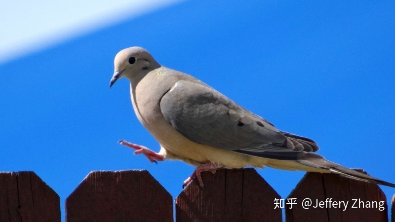 8队长交易笔记 己亥年三月初六(美元稳吗)