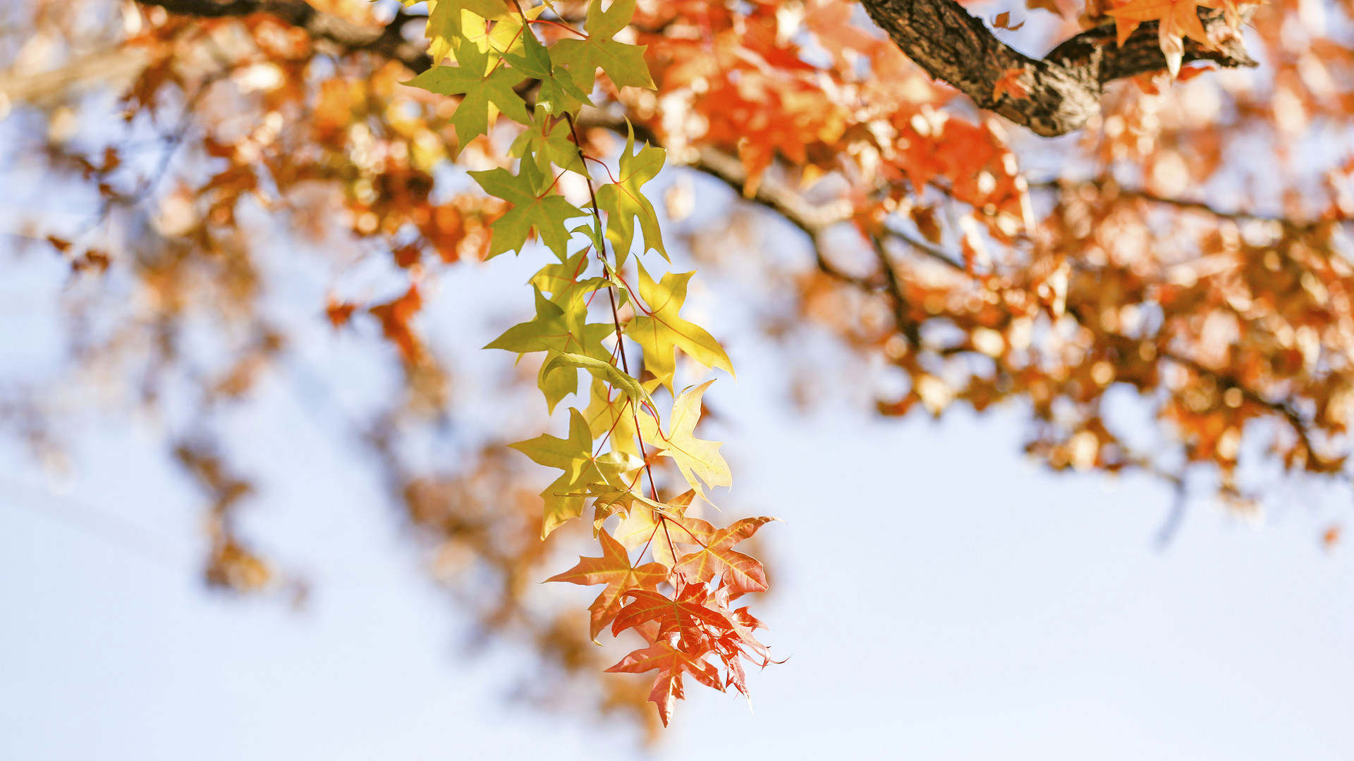 非农前段的黄金，且行且珍惜