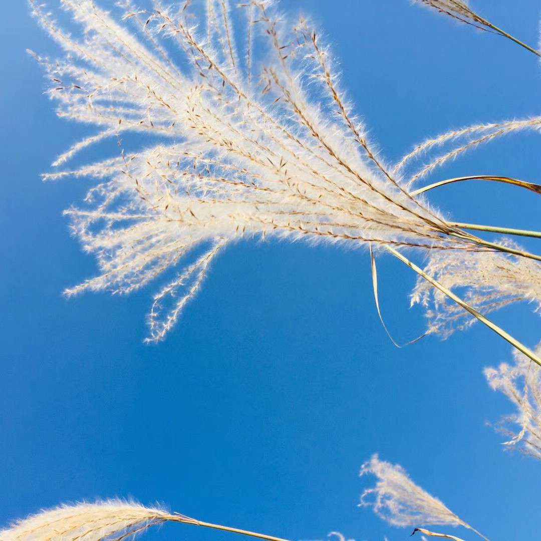 feed image