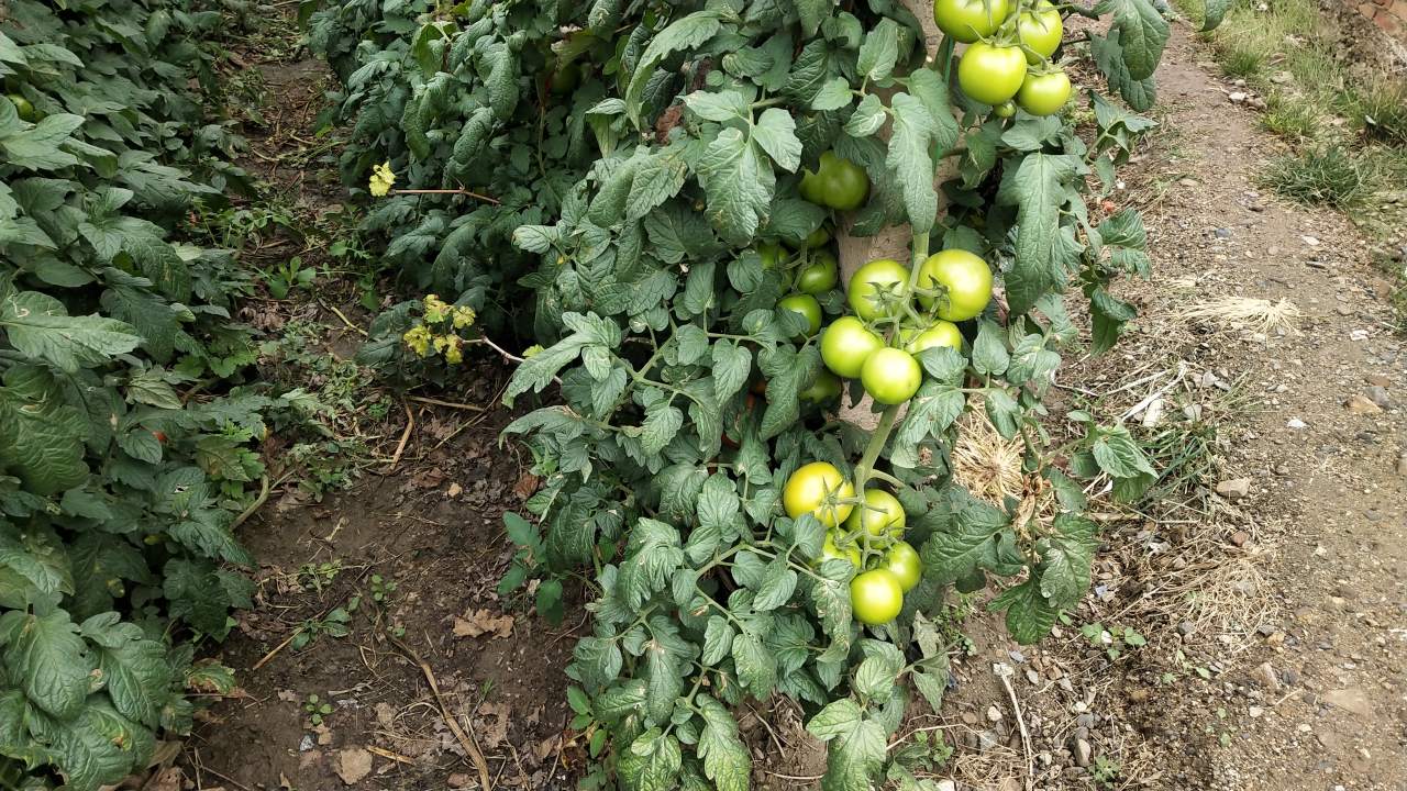 feed-image-2