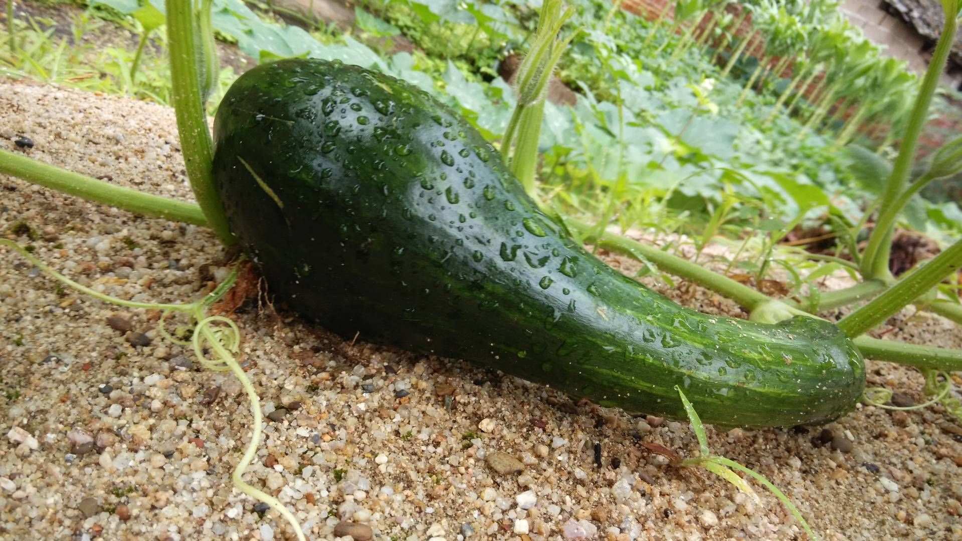 今日波动率大概要飙升