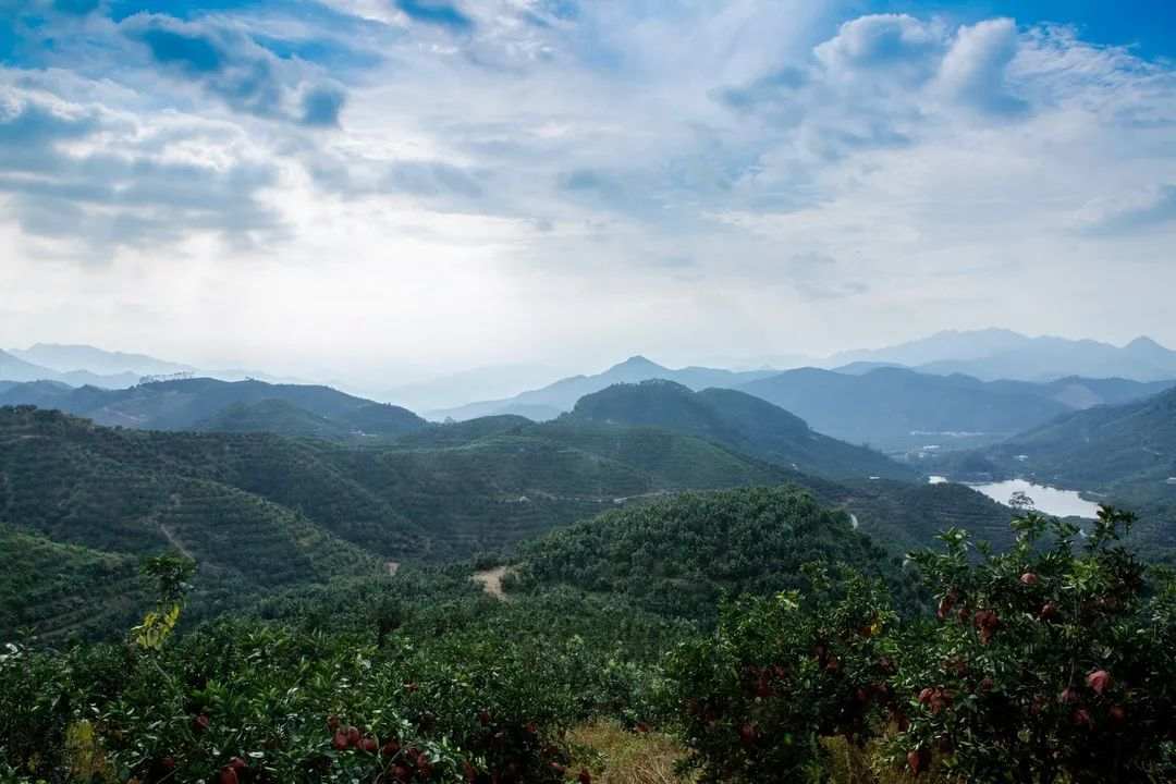 几乎90%的人没见过更没吃过的罕见品种,值得一试!