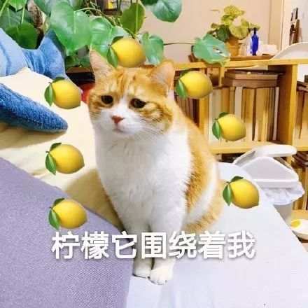 金融海盗高盛，才是《华尔街之狼》背后的狼王