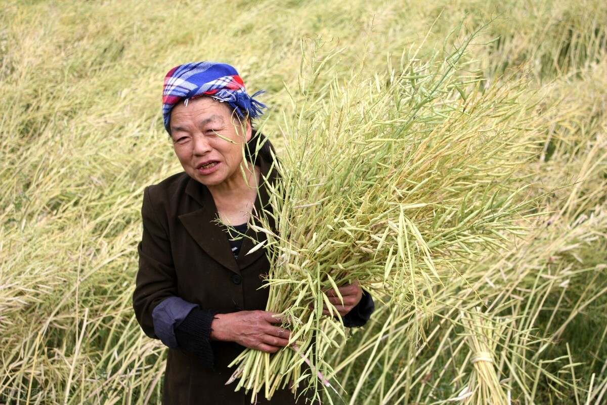 农产品周报 | 需警惕冲高回落风险！短期美豆仍将维持震荡空间
