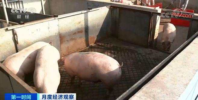 猪肉涨涨涨，生猪期货跌跌跌 预示着什么?