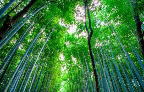 夏黛清：1.31黄金开盘多空如何操作？原油蓄势待发！