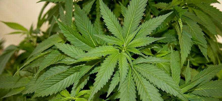 Trade the Most Popular Cannabis Stocks with EuropeFX
