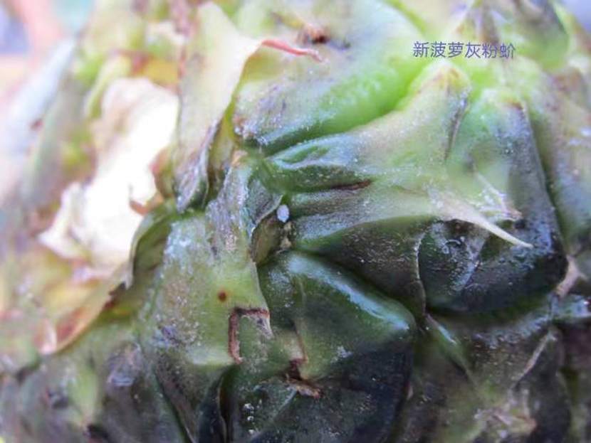 大陆禁止台湾菠萝最新消息！台湾质疑菠萝检验批次有落差 国台办展示台菠萝害虫图回应