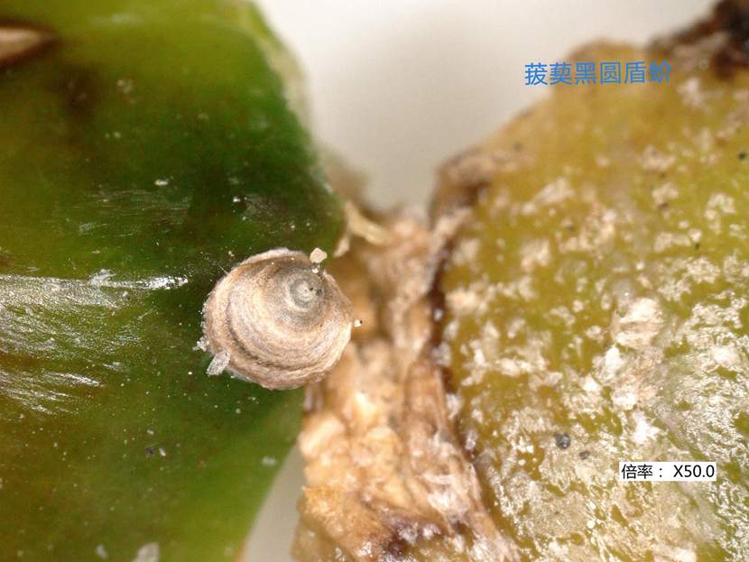 大陆禁止台湾菠萝最新消息！台湾质疑菠萝检验批次有落差 国台办展示台菠萝害虫图回应