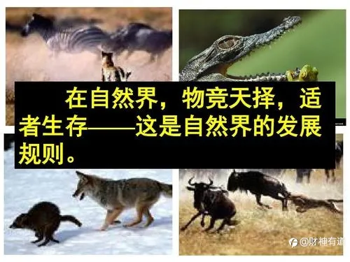 物竞天择，适者生存-交易者时刻需要警醒的生存法则