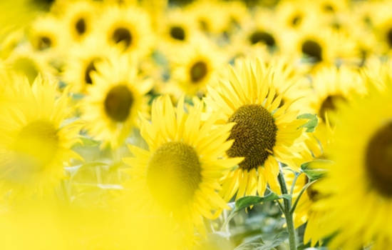 夏黛清：4.12黄金多头能否再次站起？原油反弹做空！