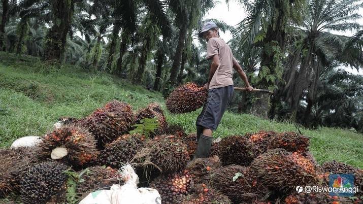 Trader Mau Pada Liburan & Profit Taking, Harga CPO Ambruk 3%