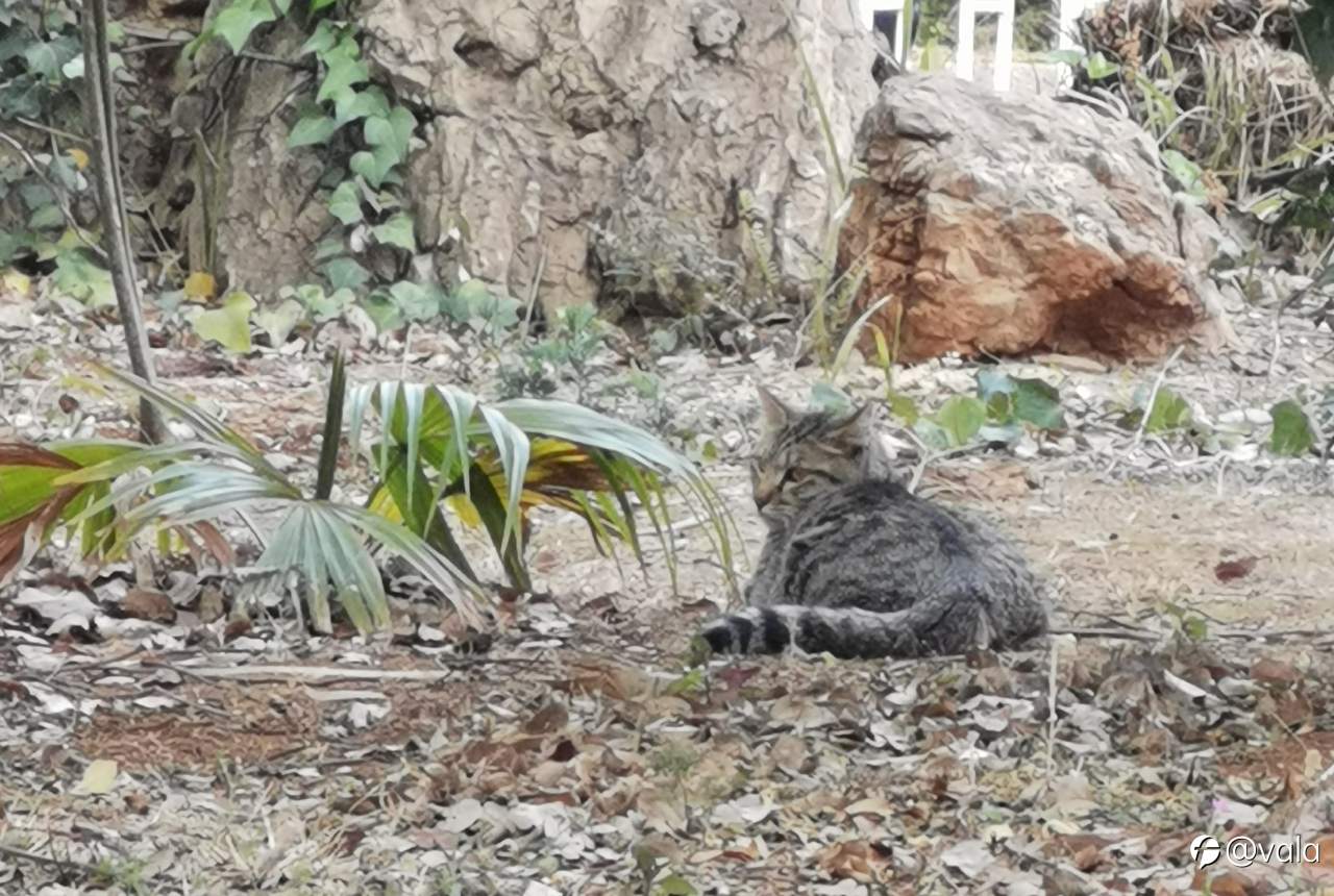 猫科交易员