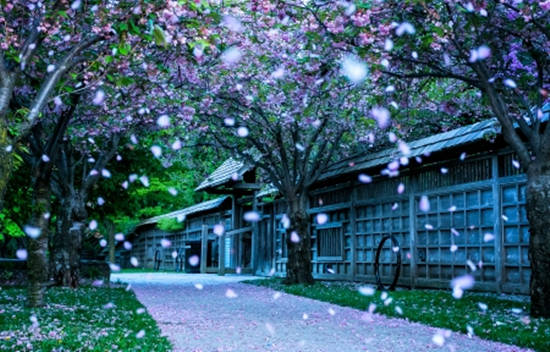 夏黛清：5.12黄金宽幅震荡且看短空，原油回落做多！