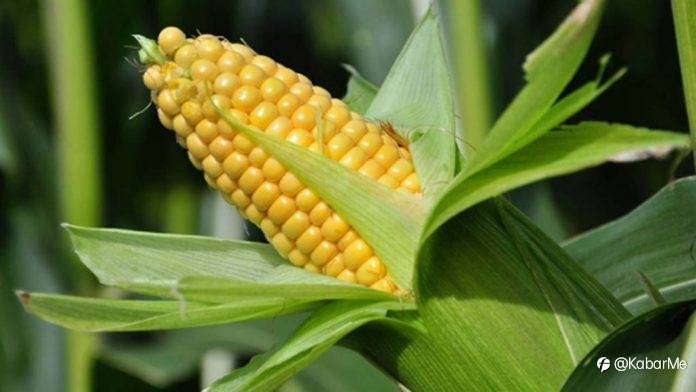 Harga Jagung Turun Setelah Laporan WASDE