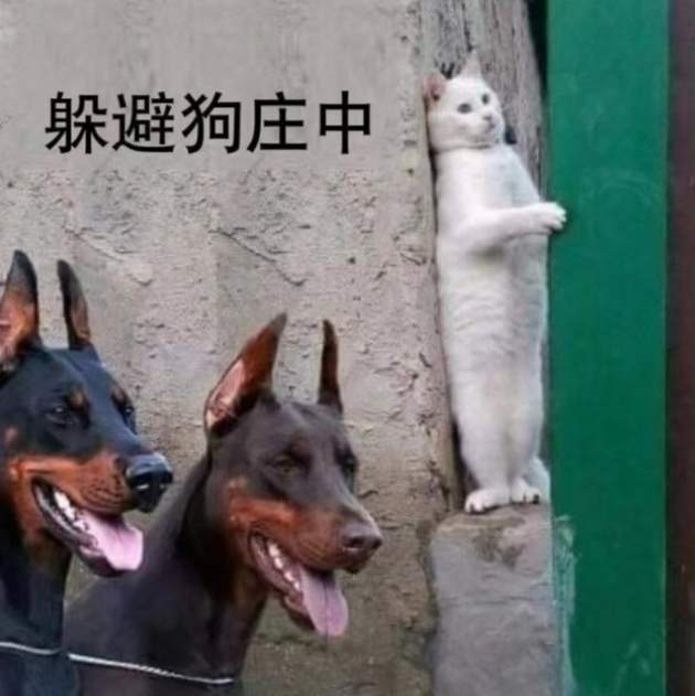 币圈一哥“马斯克”，为何带头叛变？