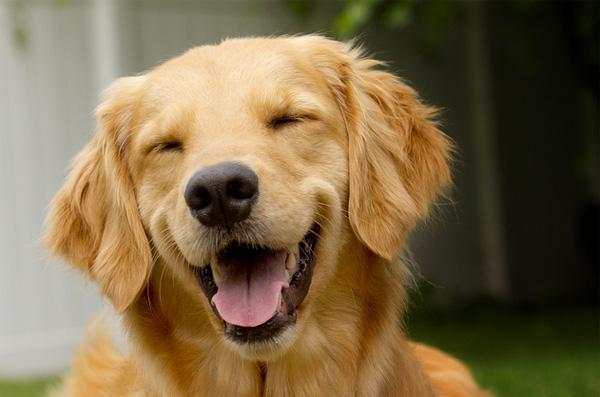 Chiến lược đầu tư chứng khoán “Dogs of the Dow” là gì?