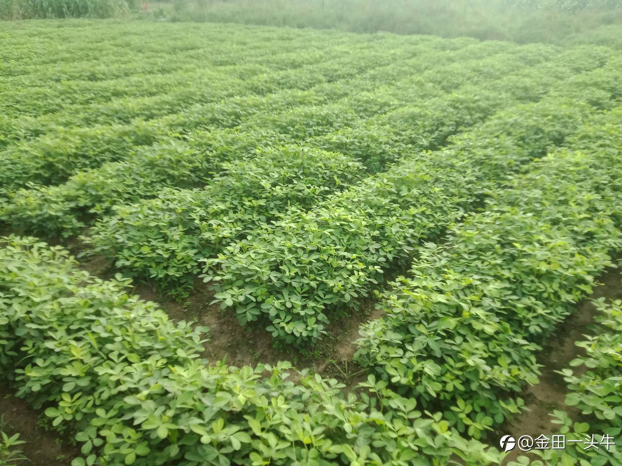 feed image