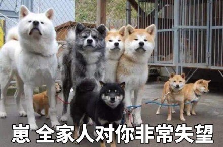 暴跌75%后,“币圈教主”马斯克又吹狗狗币:永远别提“卖”这个字,一次也别提