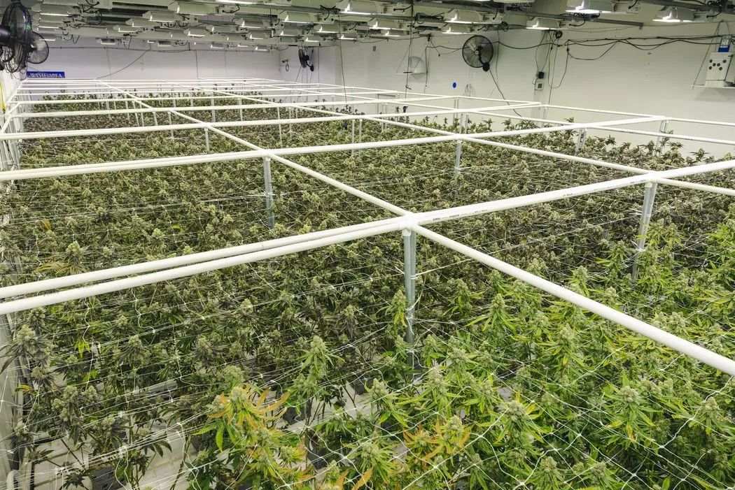 长期投资者要避开三个大坑：大麻股、加密货币和SPACs