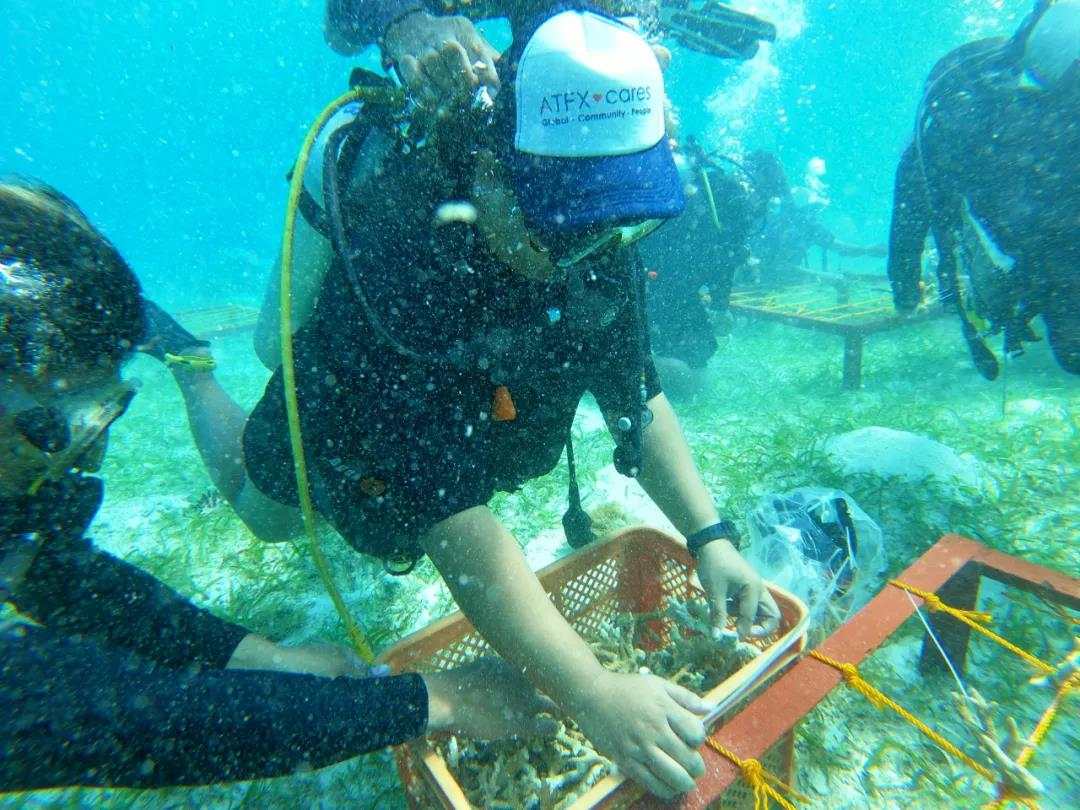 海洋守护之旅,ATFX积极参与海洋生态修复和珊瑚再生