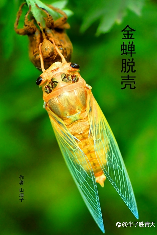 交易者必看的三个定律之——金蝉定律