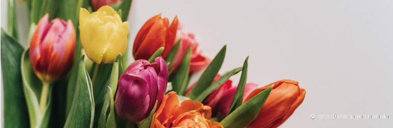 Akankah Bitcoin Berakhir Seperti Tulip?