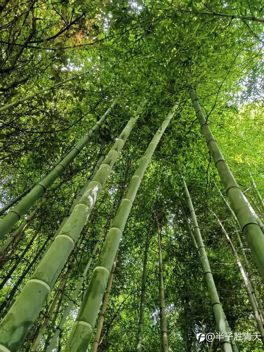 交易者必看的三个定律之——竹子定律