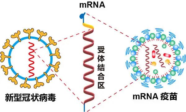 欧洲监管机构警告：mRNA疫苗可能有更多危险副作用