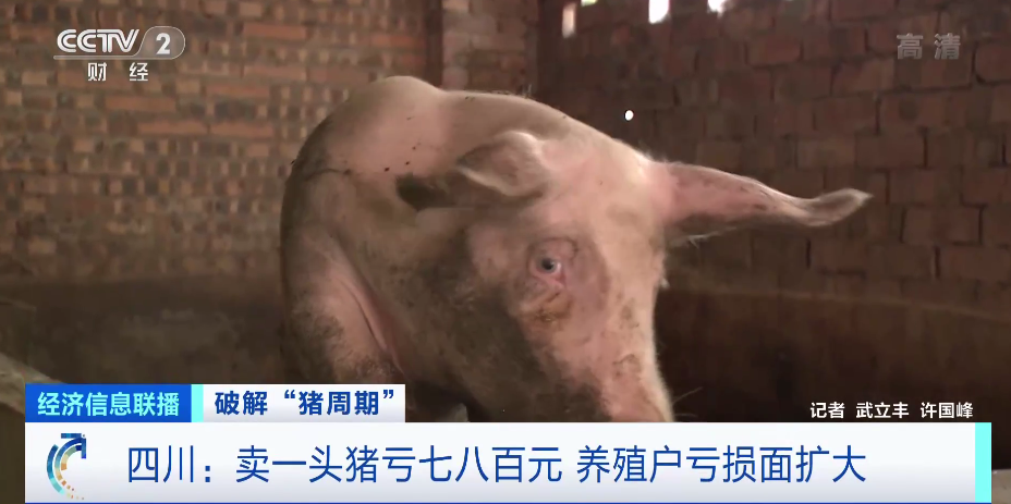 卖一头猪亏七八百元!生猪市场量足价跌,本轮“猪周期”用时最短