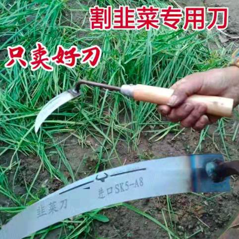金价强势上涨，市场陷入迷茫的摇摆之中